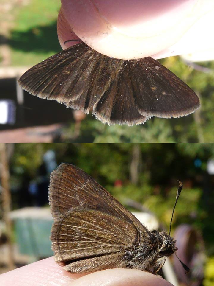 FIGURE 1f FIGURE 1f